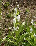 Inflorescence en fin de floraison