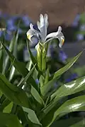 Inflorescence