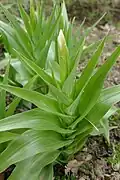 Iris en bouton