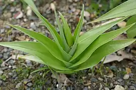 Jeune plante