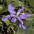 Iris milesii - Fleur