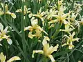 Fleurs d'Iris orientalis