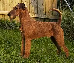 Terrier irlandais