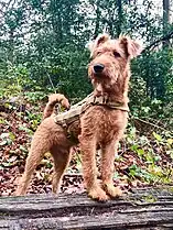 Terrier irlandais