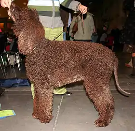 Chien d'eau irlandais