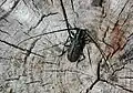 Monochamus sutor(Linné, 1758) ♂