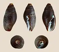 Mitra cornea