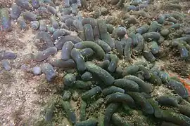 Isaurus cliftoni.