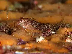 Parablennius yatabei