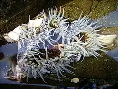 Isocradactis magna