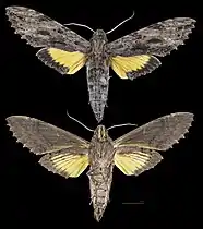 Isognathus leachii