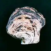 Isognomon alatus