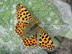 Issoria lathonia