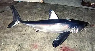 Isurus paucus