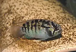 Nannacara adoketa est un cichlidé nain originaire du Brésil.