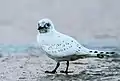 juvénile