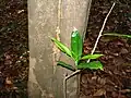 Ixonanthes icosandra : base du tronc et jeune pousse.