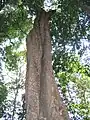 Ixonanthes reticulata.