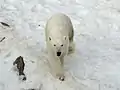 Ours polaire.