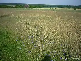 Józefów (Kodrąb)