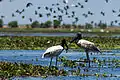 Spécimens de Jabiru mycteria dans la réserve.