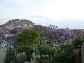 Jacaranda mimosifolia sur les berges du lac. Les Jaracandas fleurissent en octobre (2014)