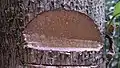 Flachis de Jacaratia spinosa