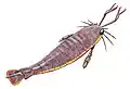 Jaekelopterus rhenaniae (Pterygotidae)