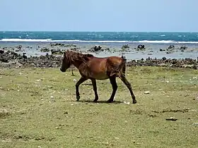 Poney du Sri Lanka sur l'île de Delft