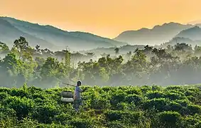 Vieil homme transportant une charge dans la région de Jaflong&nbsp;(bn), upazila de Gowainghat, district de Sylhet, novembre 2017.