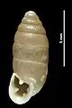 Jaminia quadridens