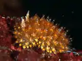 Janolus toyamensis.