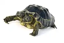 Tortue bicéphale Janus