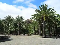 Phoenix canariensis
