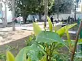 Jardin.