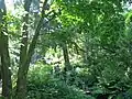 Vue vers l'Ouest prise du « ravin » au fond du Jardin