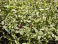 Jasminum beesianum.