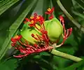 Fruits.