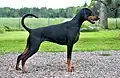 Chien Dobermann de profil, noire avec les extrémités marron.