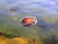 Depuis la surface