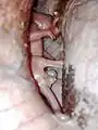 Jeune immature dans la poche de sa mère.