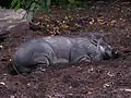 Allongé à la Ménagerie du Jardin des plantes de Paris