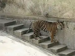 Tigre de Malaisie.