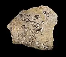 Jimbacrinus bostocki