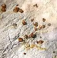 San Benito, États-Unis, cristaux : jusqu'à 1&nbsp;mm
