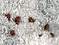 DallSan Benito, États-Unis, cristaux : jusqu'à 2&nbsp;mm