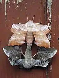 Accouplement de Sphinx du peuplier (Laothoe populi).