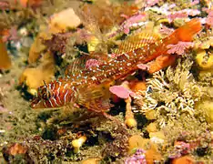Jordania zonope.