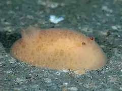 Jorunna tomentosa
