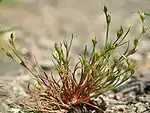 Juncus bufonius